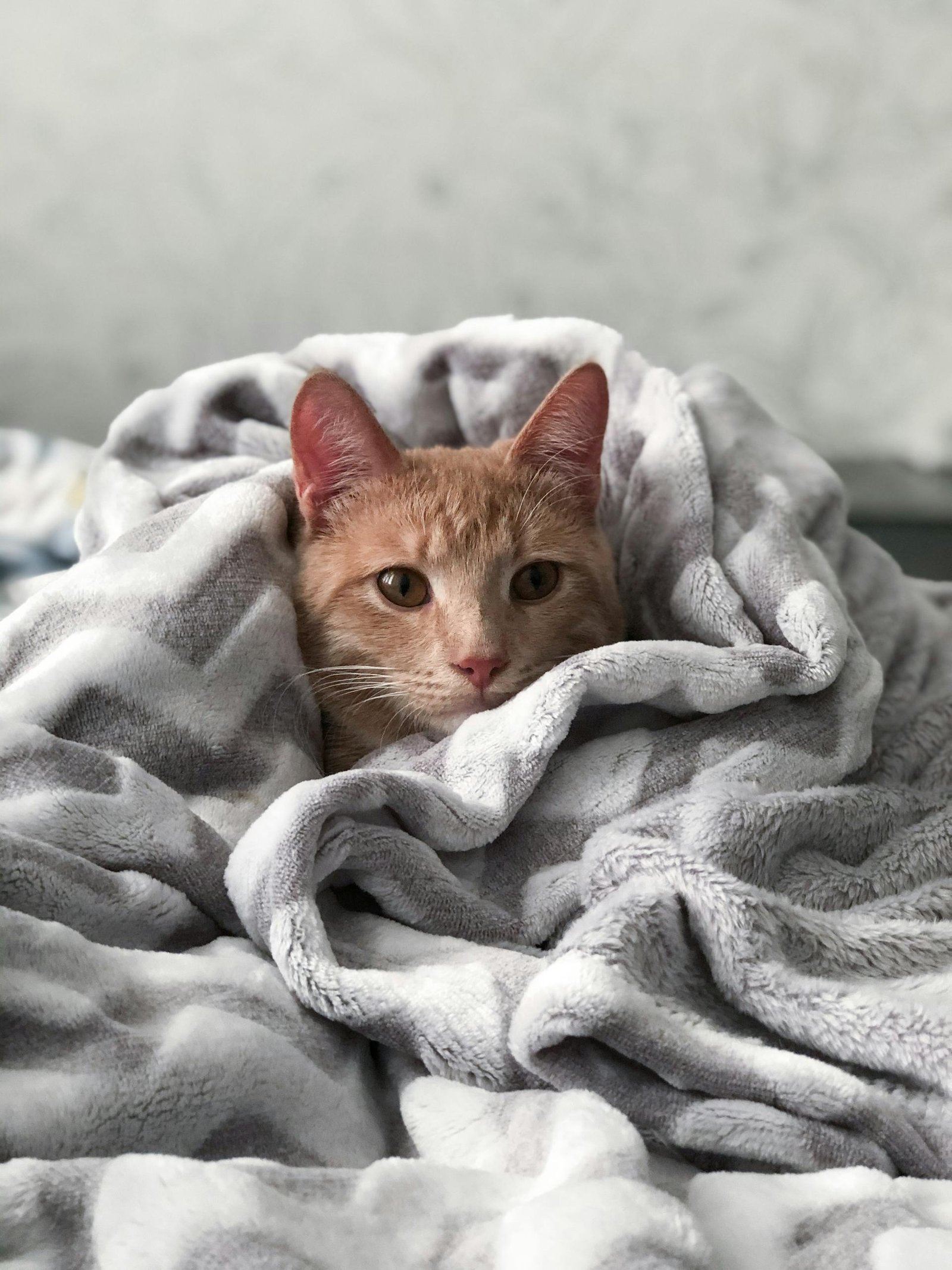 A cute tabby cat snuggled in a plush blanket, exuding warmth and comfort.